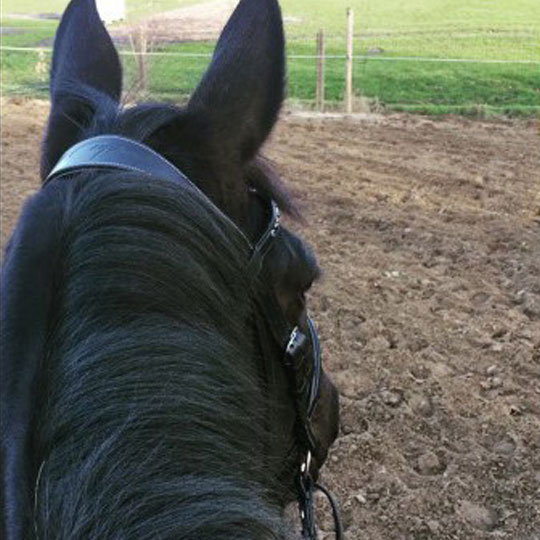 Best-a-horse-can-get
