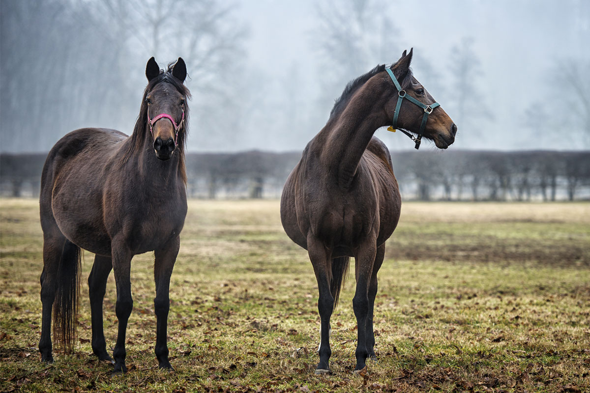 Sport mare or broodmare? Ensure the right balance