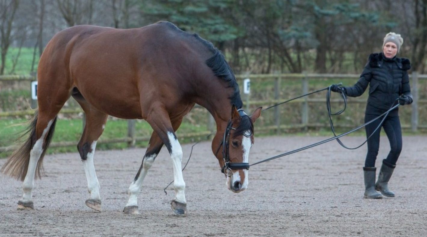 Winter routines for (tomorrow’s) sport horses