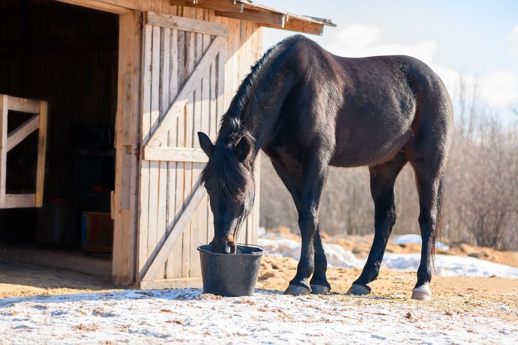 Winter_old_horse