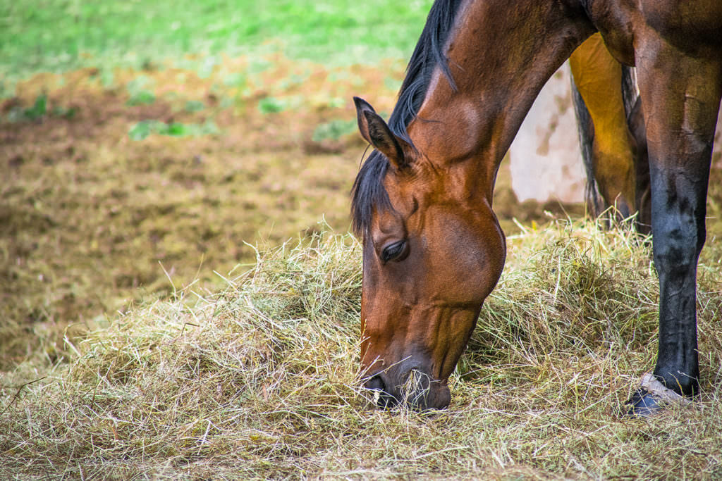 Horse-hayRS-1024x683
