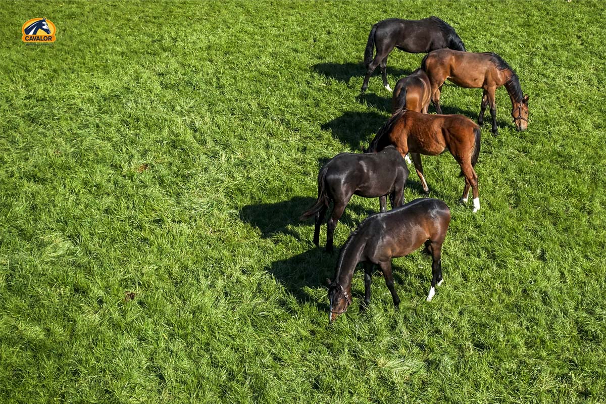 A horse’s forage requirements