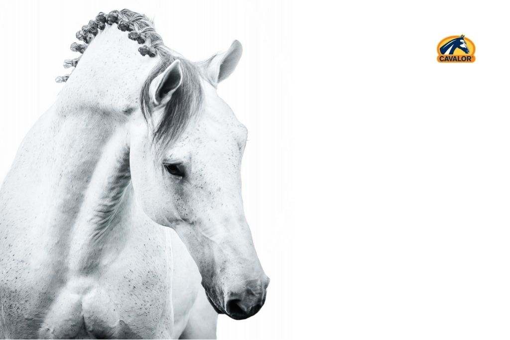 Plus blanc que blanc : laver votre cheval gris