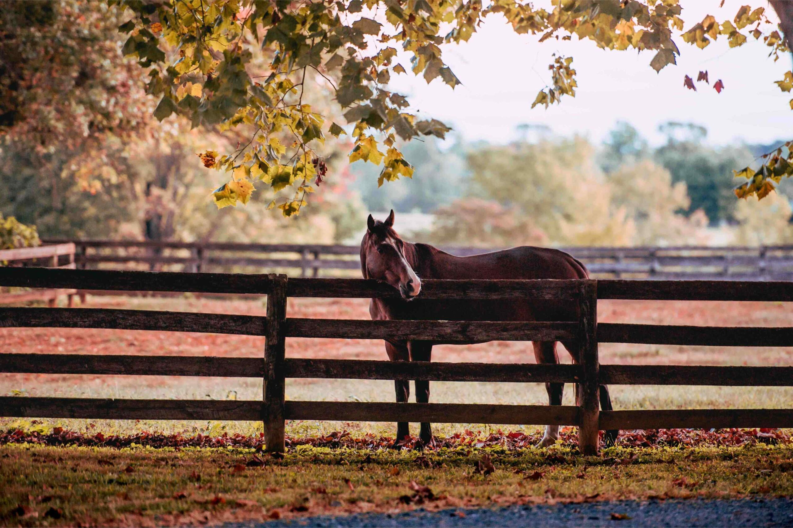 Feeding tips for the ulcer sensitive horse Cavalor