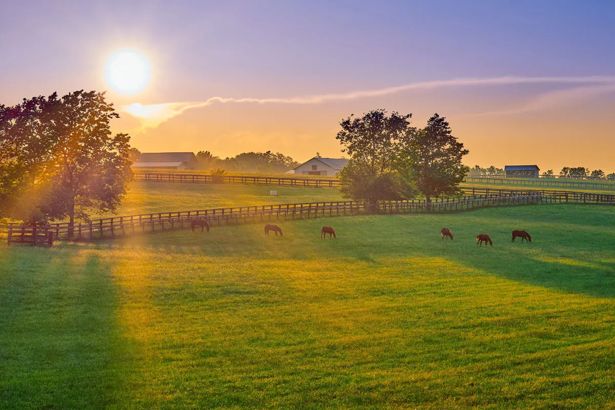 Forage Fields Different types of forage - Grass, Hay, Silage, Lucerene, ... | Cavalor