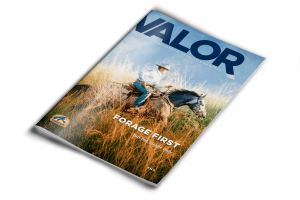cover_valor_en.e8ac6a13