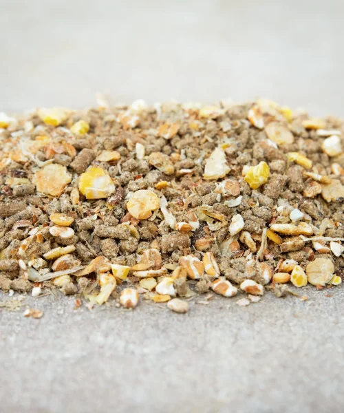 Wholegain feed_EU-2025